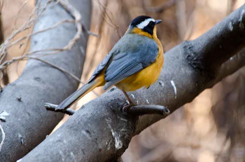 150 - Botswana - pajaro amarillo cabeza negra - parque nacional de Chobe